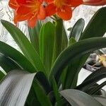 Clivia miniata फूल