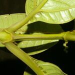 Miconia trinervia Leaf