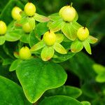 Hypericum × inodorum Fruit