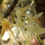 Cyrtorchis ringens Flower