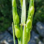 Aegilops ventricosa Fruit