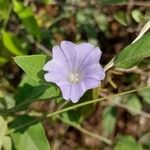 Bonamia spectabilis Blüte