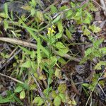 Crotalaria albida Tervik taim