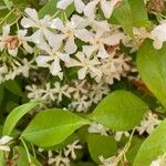 Trachelospermum jasminoidesKvět