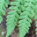 Dryopteris carthusiana Hoja