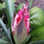 Quesnelia quesneliana Fleur