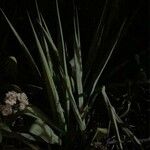 Yucca flaccida Fulla