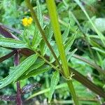 Valeriana dioica 叶