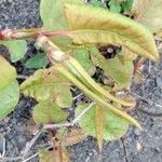 Rumex confertus Blatt