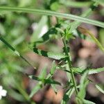 Achillea ptarmicaЛіст