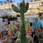 Consolea rubescens Hoja