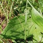 Plantago media Leaf