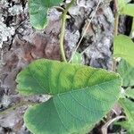 Camonea umbellata Foglia