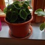 Pilea mollis Frunză