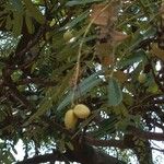 Simarouba amara Fruit