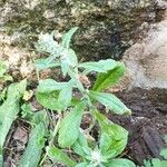 Gamochaeta pensylvanica Leaf