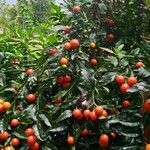 Solanum pseudocapsicumFruit