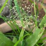 Eragrostis unioloides फूल