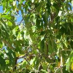 Ipomoea arborescens Habit