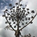 Heracleum mantegazzianum Fleur