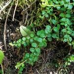 Gaultheria hispidula Blatt