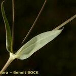 Vaccaria hispanica 樹皮