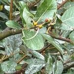 Salix hookeriana Fruit