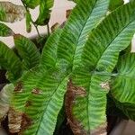 Coniogramme emeiensis Hoja