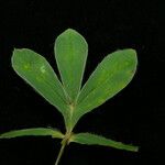 Thermopsis barbata Other