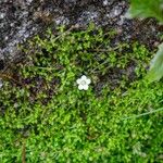 Arenaria balearica Flower