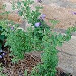 Salvia microphylla Агульны выгляд