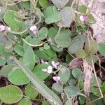 Desmodium scorpiurus Flor