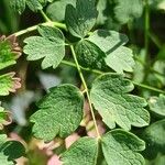 Thalictrum minus Feuille