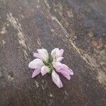 Coronilla variaFlower