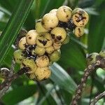 Rhapis excelsa Fruit