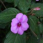 Impatiens flaccida പുഷ്പം