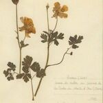 Aquilegia bernardii Συνήθη χαρακτηριστικά