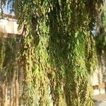 Cupressus pendula Blatt