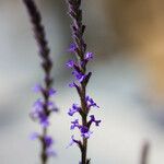 Verbena lasiostachys Çiçek