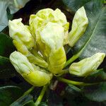 Rhododendron aureum Flor