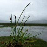 Eleocharis albibracteata Habit