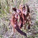 Mimosa latispinosa Frukt