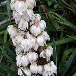 Yucca gloriosa Blüte