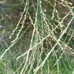 Cytisus multiflorus Bark