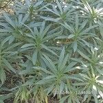 Echium brevirame List