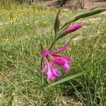 Gladiolus italicusKvet