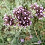 Verbena bonariensisBlomst