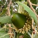 Quercus ithaburensis Fruit