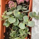 Sedum sieboldii Hoja