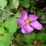 Dissotis rotundifolia 花